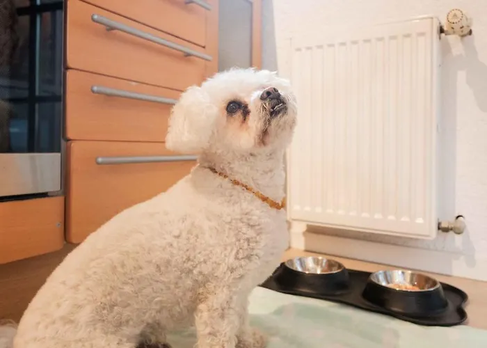 Freyzeit דירה שפייר